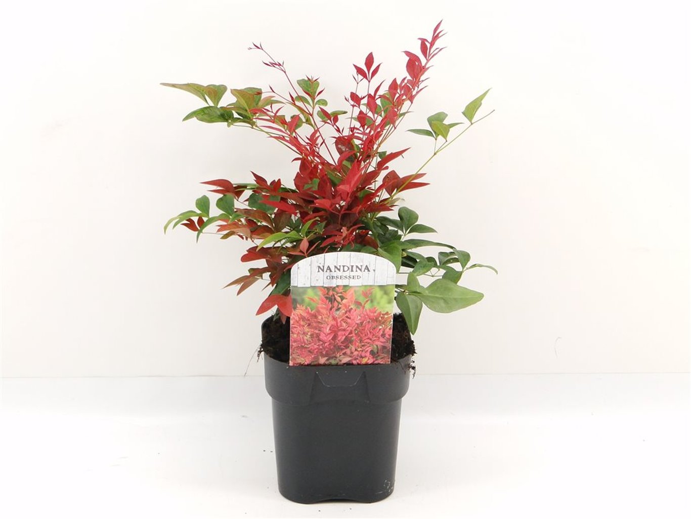 Nandina d. Curly Obsessed - C2